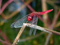 Crocothémis écarlate (Crocothemis erythraea)