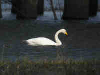 Cygne chanteur Cygnus cygnus