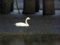 Cygne chanteur Cygnus cygnus