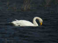 Cygne chanteur Cygnus cygnus