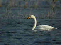 Cygne chanteur Cygnus cygnus