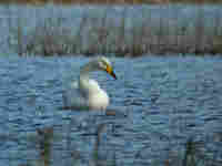 Cygne chanteur Cygnus cygnus