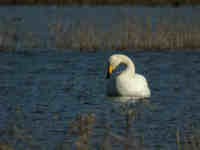 Cygne chanteur Cygnus cygnus