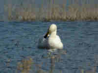 Cygne chanteur Cygnus cygnus