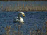 Cygne chanteur Cygnus cygnus