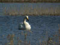 Cygne chanteur Cygnus cygnus