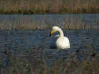 Cygne chanteur Cygnus cygnus