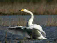 Cygne chanteur Cygnus cygnus