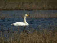 Cygne chanteur Cygnus cygnus