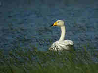 Cygne chanteur Cygnus cygnus