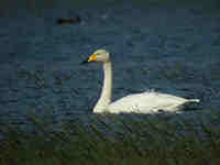 Cygne chanteur Cygnus cygnus