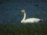 Cygne chanteur Cygnus cygnus