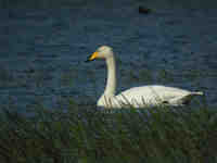 Cygne chanteur Cygnus cygnus