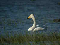 Cygne chanteur Cygnus cygnus