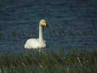 Cygne chanteur Cygnus cygnus