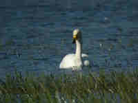 Cygne chanteur Cygnus cygnus