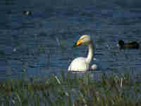 Cygne chanteur Cygnus cygnus