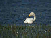 Cygne chanteur Cygnus cygnus