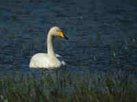 Cygne chanteur Cygnus cygnus