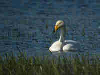 Cygne chanteur Cygnus cygnus