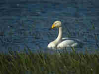 Cygne chanteur Cygnus cygnus