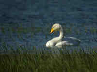 Cygne chanteur Cygnus cygnus