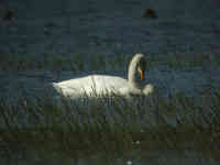 Cygne chanteur Cygnus cygnus