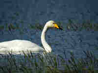 Cygne chanteur Cygnus cygnus