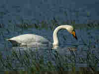 Cygne chanteur Cygnus cygnus