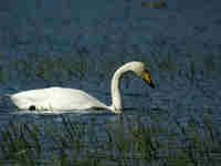 Cygne chanteur Cygnus cygnus