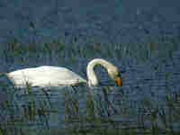 Cygne chanteur Cygnus cygnus