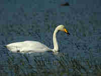 Cygne chanteur Cygnus cygnus