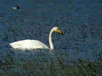 Cygne chanteur Cygnus cygnus