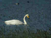 Cygne chanteur Cygnus cygnus