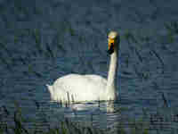 Cygne chanteur Cygnus cygnus