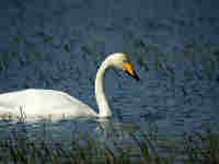 Cygne chanteur Cygnus cygnus