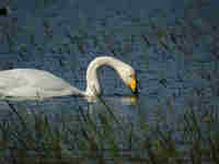 Cygne chanteur Cygnus cygnus