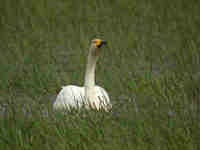 Cygne chanteur Cygnus cygnus