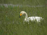 Cygne chanteur Cygnus cygnus