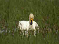 Cygne chanteur Cygnus cygnus