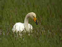 Cygne chanteur Cygnus cygnus