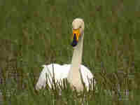 Cygne chanteur Cygnus cygnus