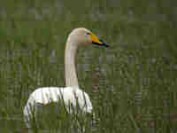 Cygne chanteur Cygnus cygnus