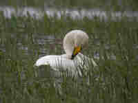 Cygne chanteur Cygnus cygnus