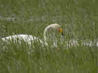 Cygne chanteur Cygnus cygnus