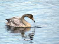 Cygne chanteur Cygnus cygnus