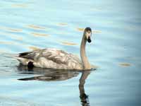 Cygne chanteur Cygnus cygnus