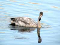 Cygne chanteur Cygnus cygnus