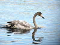 Cygne chanteur Cygnus cygnus