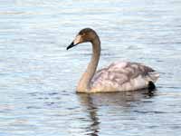 Cygne chanteur Cygnus cygnus